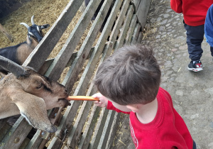 Dzieci podczas karmienia kóz