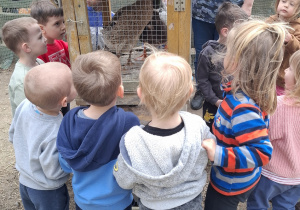 Przedszkolaki poznają zwierzęta