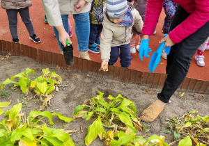 Dziecko sadzi cebulkę kwiatka do ziemi.